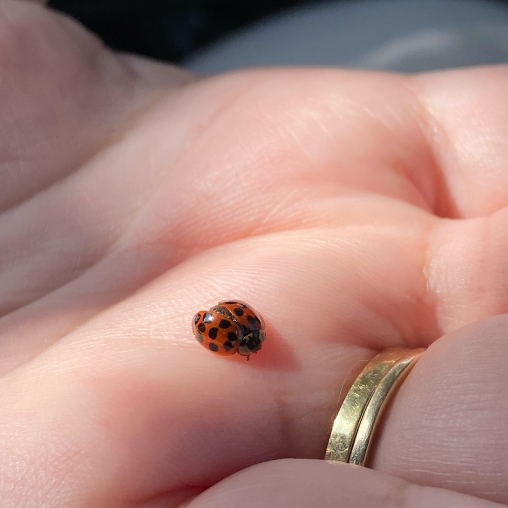 🐞